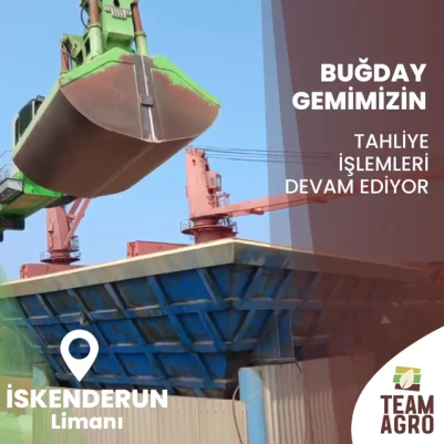 İskenderun Limanı Buğday Gemisi Tahliye İşlemleri