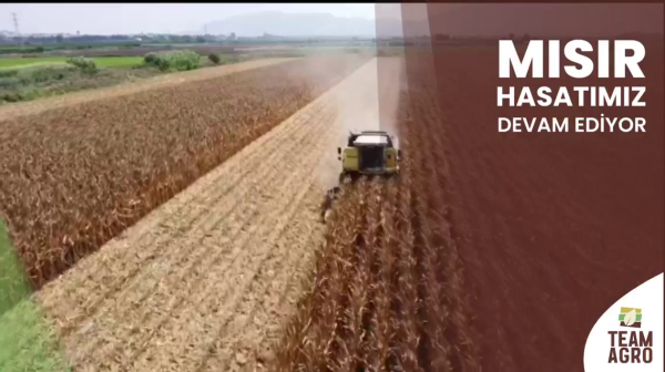 MISIR HASATIMIZ DEVAM EDİYOR