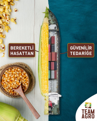 Yemlik ve gıdalık mısır tedariğinde güvenilir çözüm ortağınız! 